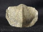 Paraspirifer bownockeri (STEWART 1927) - Bild &copy; FossNet FossilienStore